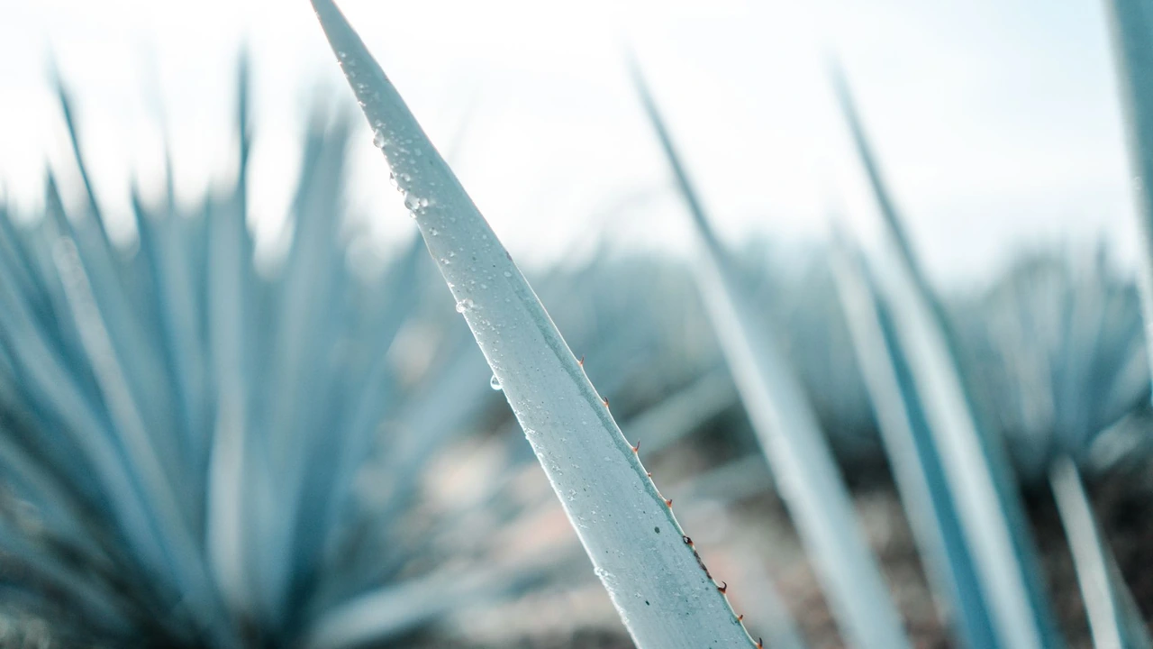 97青青草相关信息与使用注意事项